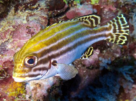 Grunts (Sweetlips) .